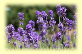 lavendel leuchtend dunkler 60